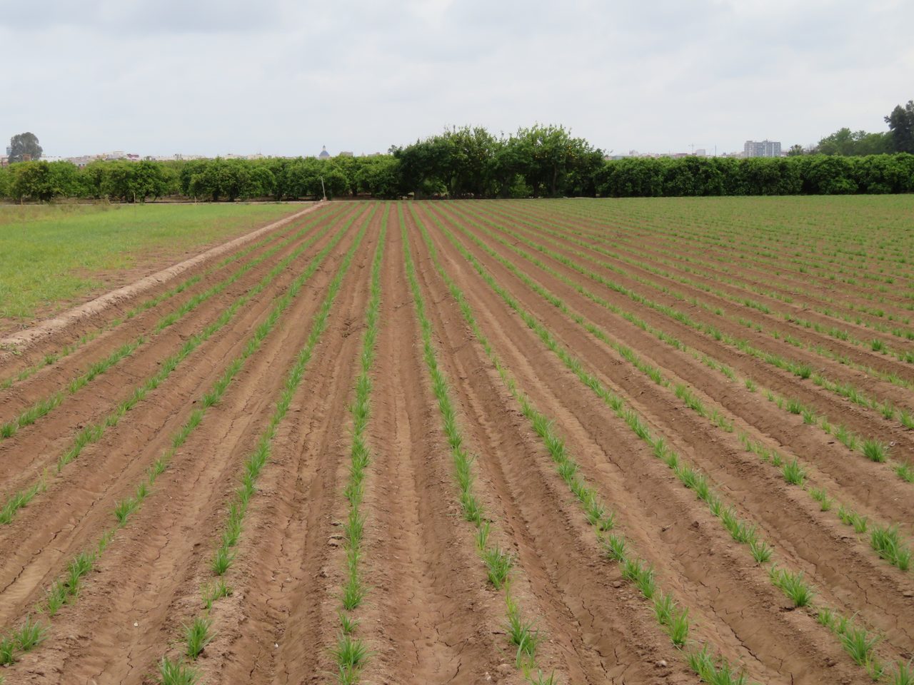 Campo de chufas cultivado en la Huerta Norte de Valencia, con las plantas alineadas en surcos.