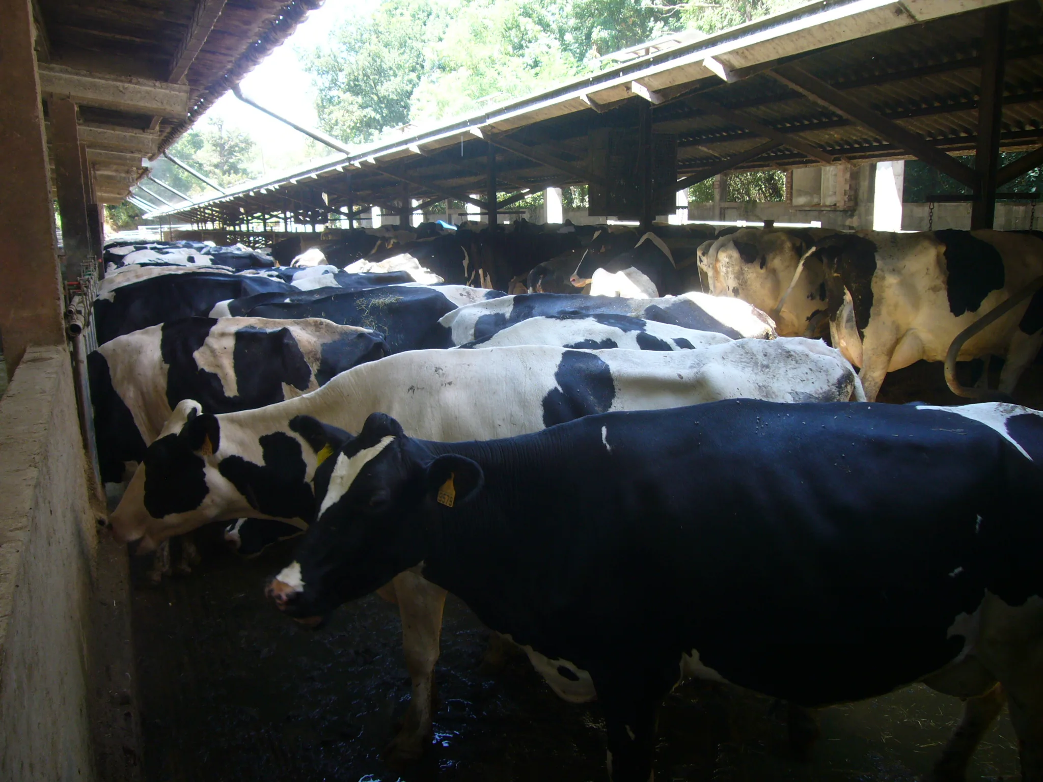 Vacas en las instalaciones de la cooperativa La Fageda, en la comarca catalana de la Garrotxa.