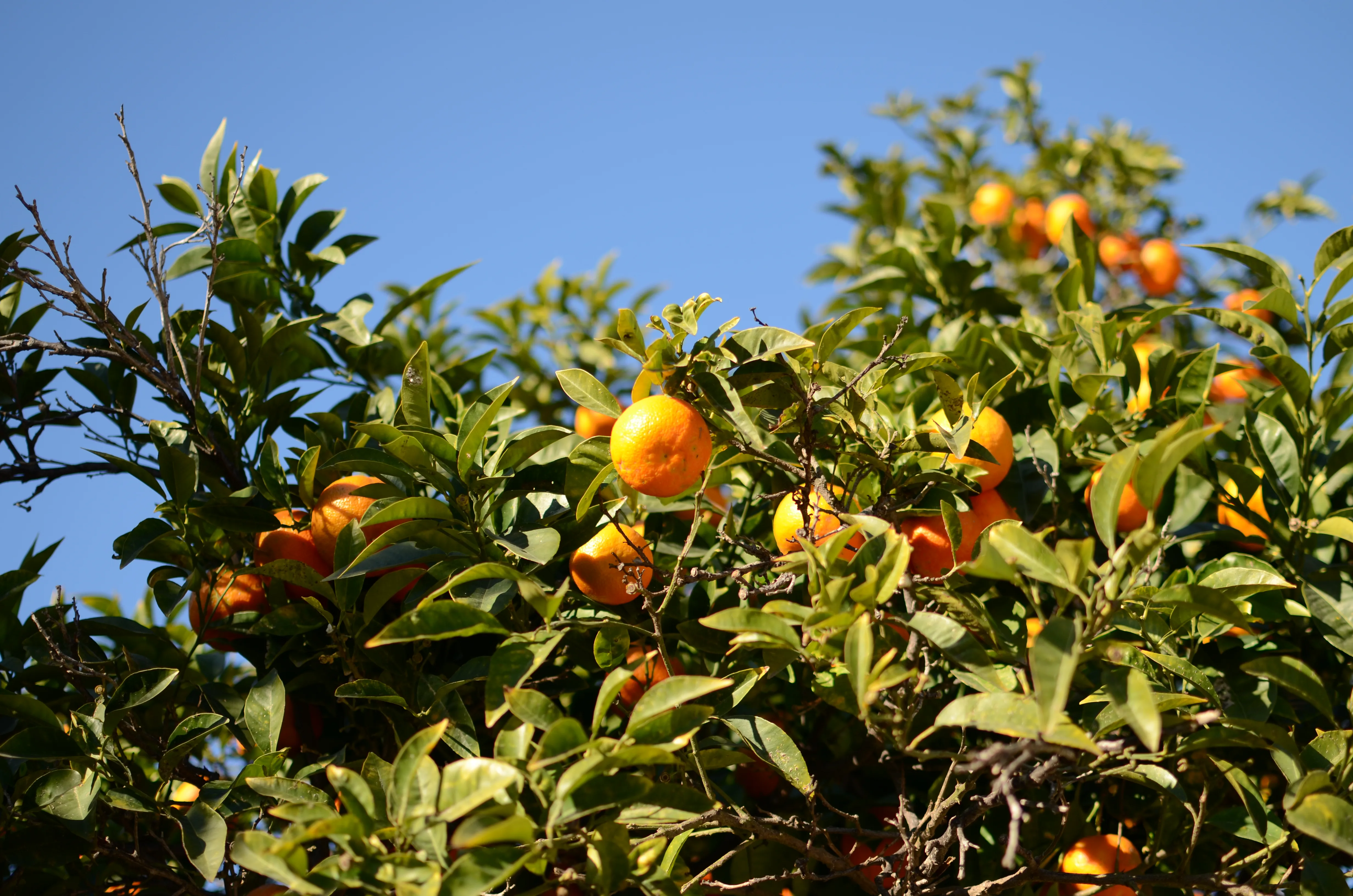 Naranjo cargado de frutos en Valencia