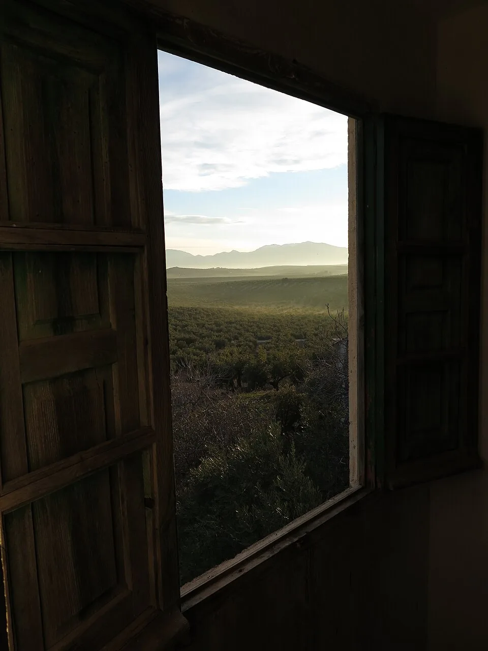 Vista de un olivar en la provincia de Jaén, con hileras de olivos extendiéndose hasta el horizonte bajo cielo despejado.