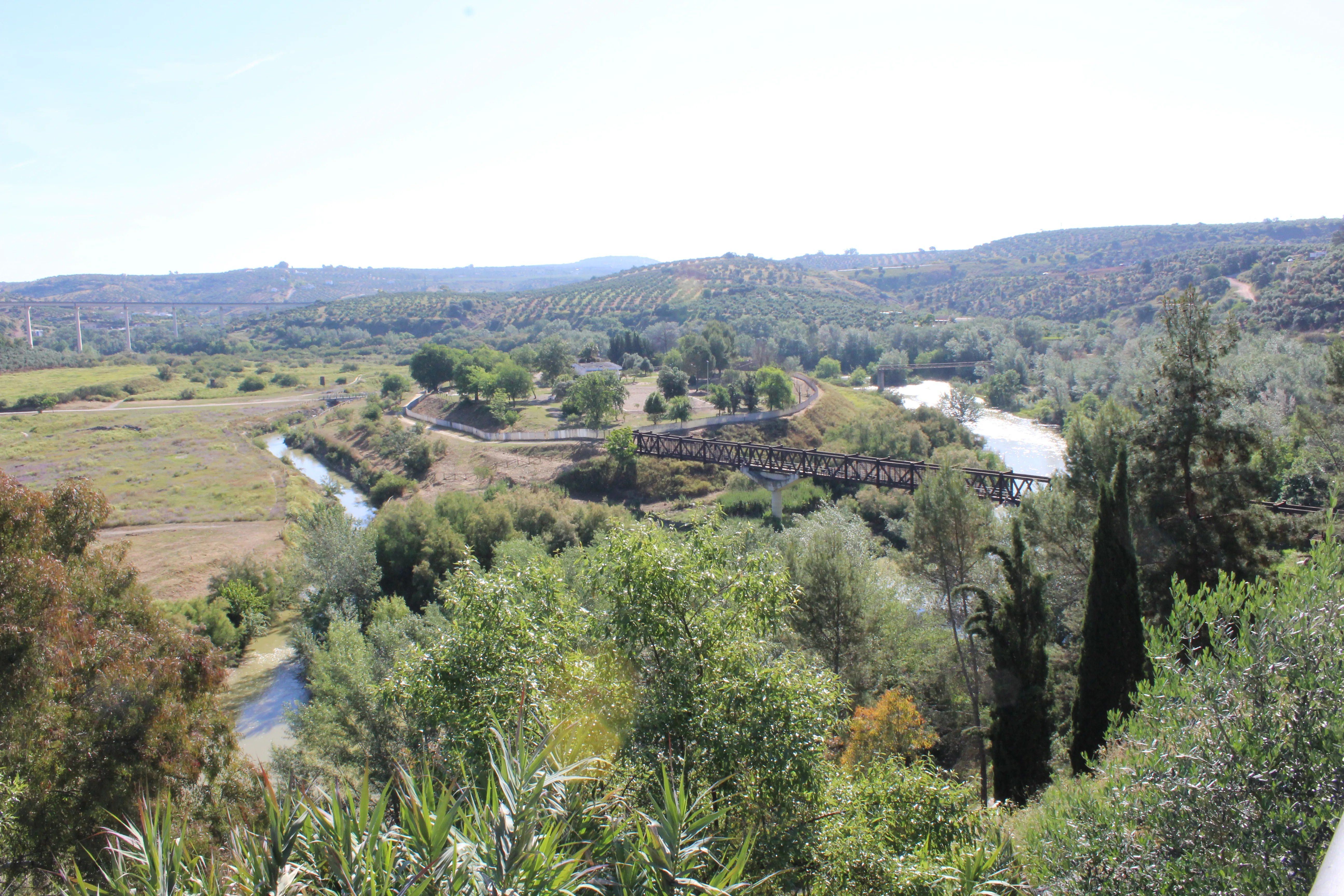 Paisaje de olivar desde Montoro, Córdoba, con hileras de olivos cubriendo las colinas hasta el horizonte.