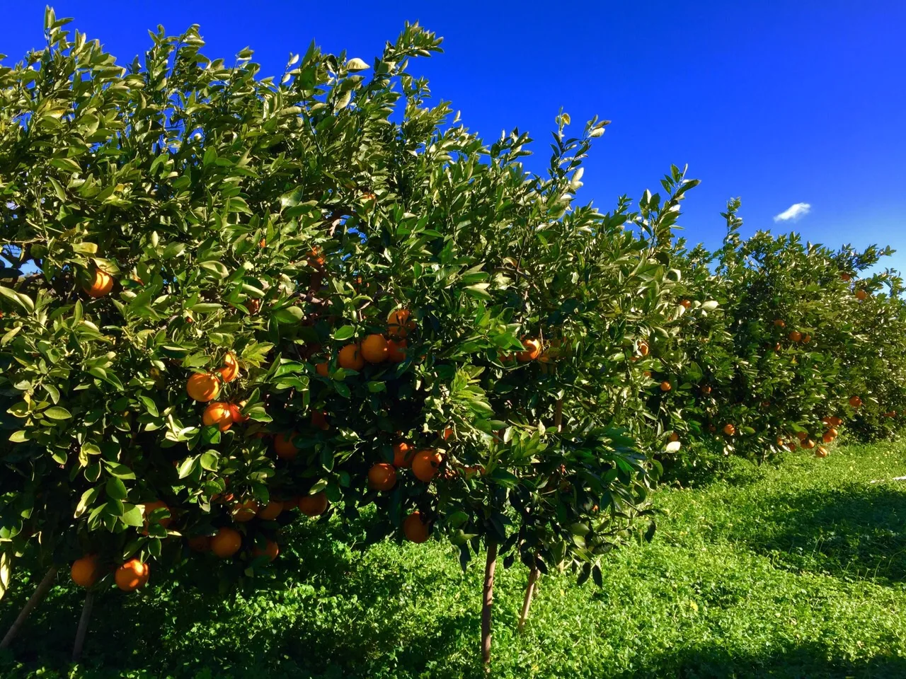 Campo de naranjos con frutos en Petrés, localidad del Camp de Morvedre próxima a Sagunt (Valencia).